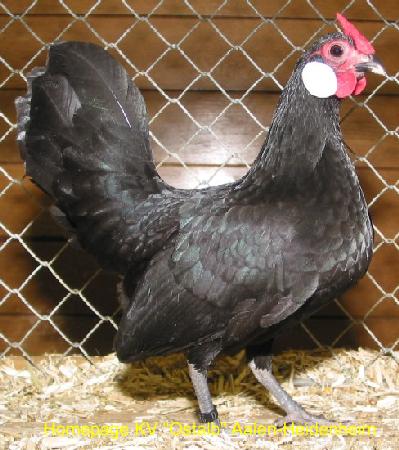 HV_742_Bantam_Brenner