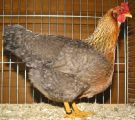 HV_733_Bielefelder_Kennhuhn_Schneider