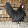 02_Zang_Bantam.JPG (88008 Byte)