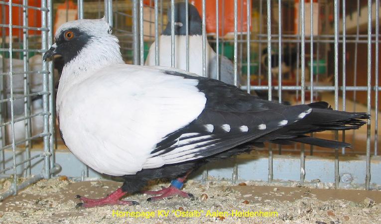 28_Tiere