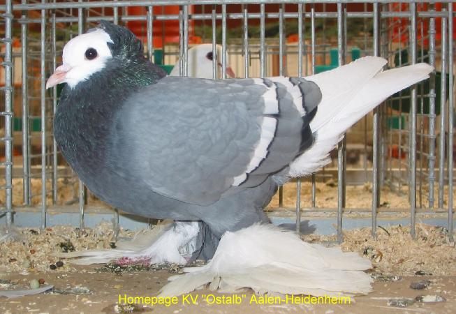 30_Tiere
