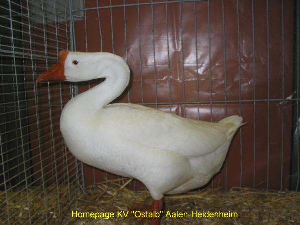 03_Hoeckergans_Riek
