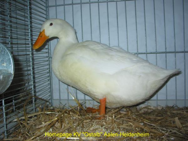 06_Amerikanische_Pekingenten_Mayer