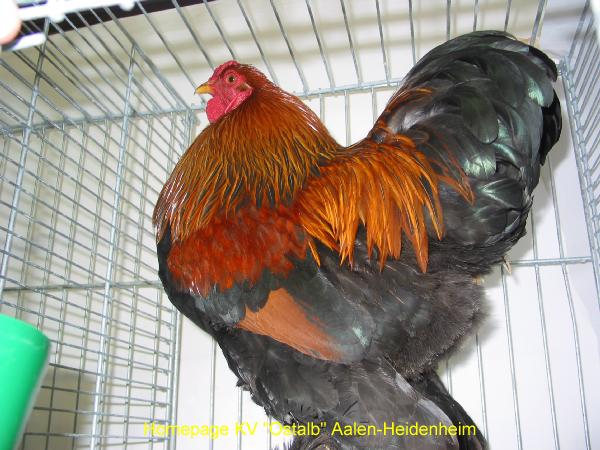 14_Zw_Brahma_rebhuhnfarbig_Herrel