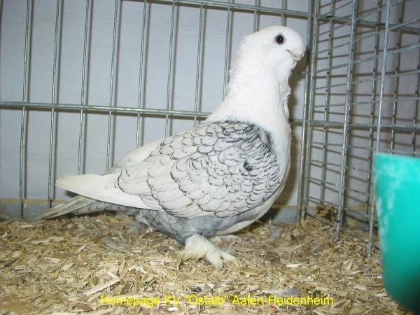32_Orient_Moevchen_Schmid