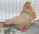 0989_Chinesentauben_Buebl