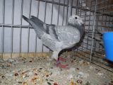 0811_Dt_Schautaube
