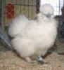 2003_Herbrechtingen1_Seidenhuhn.JPG (84856 Byte)