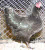 2003_Herbrechtingen3_Australorps.JPG (122752 Byte)