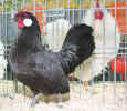 Gussenstadt_07_Bantam.JPG (113860 Byte)