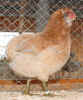 Bopfingen_08_Araucana.JPG (98858 Byte)