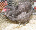 Essingen_04_Araucana.JPG (153721 Byte)